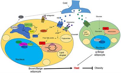 Combating Obesity With Thermogenic Fat: Current Challenges and Advancements